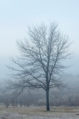 USA, Oregon, Farewell Bend State Park, leafless tree in fog near the Snake River.