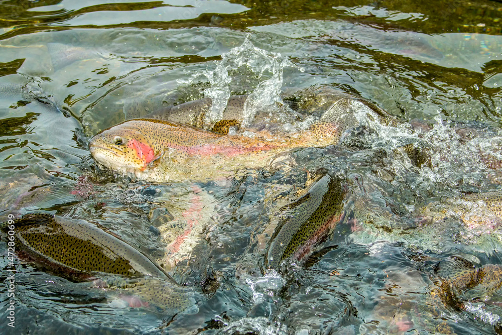 Wall mural Cascade Locks, Oregon, USA. Rainbow trout feeding in in a pond at the Bonneville Hatchery. When being fed, they will all come to the surface, rolling on their sides as they battle for the food. - Wall murals