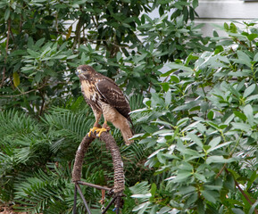 bird of prey