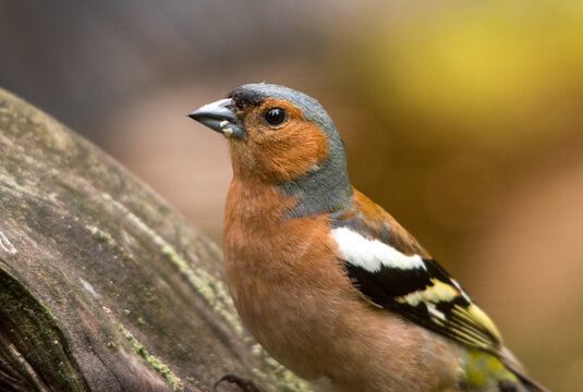 Зяблик, Common Chaffinch, Pinz&oacute;n vulgar, Fringuello, Buchfink, Finkenlerche,  Bayağı İspinoz, Pinson des arbres.