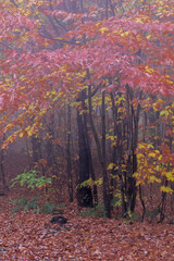 USA, Pennsylvania, Ricketts Glen State Park. Wet autumn foliage in forest.