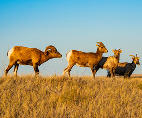 USA, South Dakota, Badlands National Park, Bighorn sheep ram