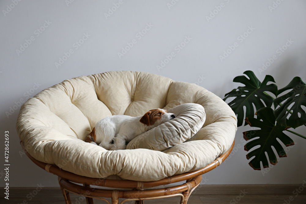 Wall mural portrait of four months old wire haired jack russell terrier puppy sleeping in the dog bed. small ro