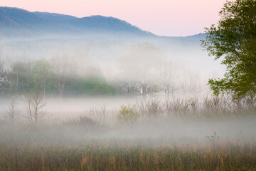 Fototapeta premium Foggy meadow at sunrise, Cades Cove, Smoky Mountains National Park, Tennessee