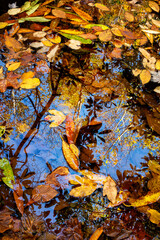 USA, Tennessee, Great Smoky Mountains National Park, Autumn creek reflections