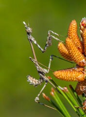 Close up of pair of Beautiful European mantis ( Mantis religiosa ).