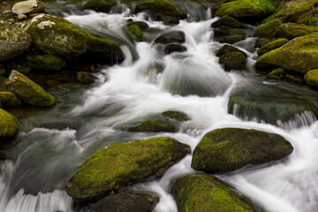 Naklejka na ściany i meble Moss covered boulders and flowing stream, Little Pigeon River, Great Smoky Mountains, National Park, Tennessee