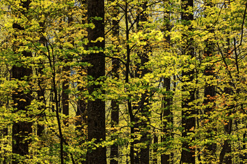 Spring tree foliage pattern, Great Smoky Mountains, National Park, Tennessee