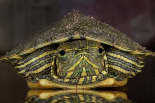 USA, Tennessee. Northern map turtle close-up.