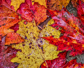 Great Smokey Mountains, Tennessee