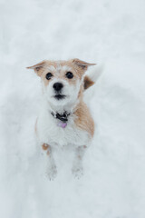 portuguese podengo looking dog. A small dog enjoys the snow. Dog with orange fur and white vet. The dog played with a green ball.