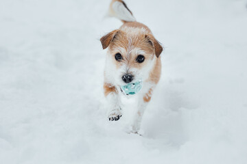 portuguese podengo looking dog. A small dog enjoys the snow. Dog with orange fur and white vet. The dog played with a green ball.