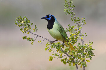 Obraz premium Green Jay, Rio Grande Valley, Texas
