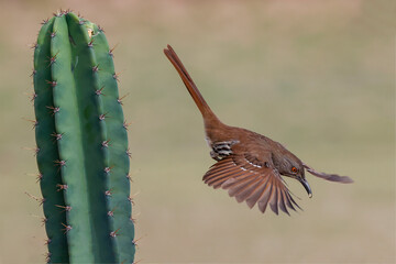 Long billed thrasher, Rio Grande Valley, Texas
