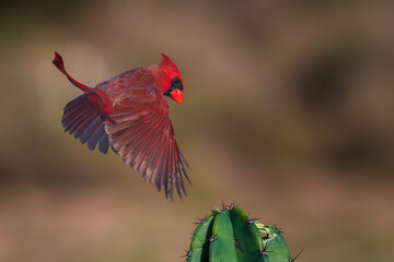 Male northern cardinal in flight, Rio Grand Valley, Texas
