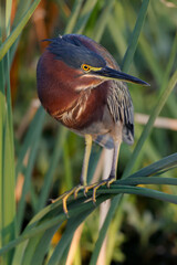 Green Heron, South Padre Island, Texas