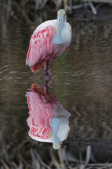 Roseate spoonbill wading among mangroves, South Padre Island, Texas