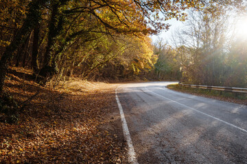 Asphalt road with fallen leaves in autumn forest. Focus on foreground. Fall scenery