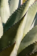 Century Plant (Agave sp.) in dry mountains of west Texas