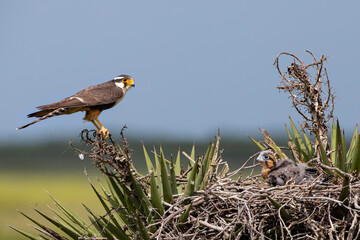 Aplomado Falcon (Falco femoralis) and nestling