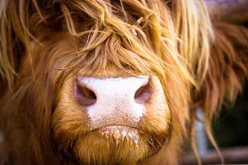 Hairy Scottish brown-red yak portrait muzzle close up. Highland cattle. A reddish brown cow with...