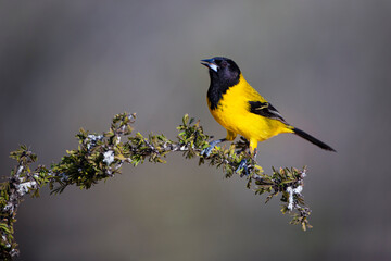 Audubon's Oriole (Icterus graduacauda) perched