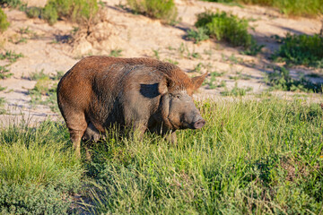 Feral Pig (Sus scrofa) in south Texas