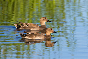 Gadwall ducks feeding