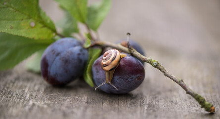 Schnecke nach Regen auf einer frischen Pflaume, Nahaufnahme
