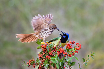 Long-billed Thrasher (Toxostoma longirostre) fighting Green Jay (Cyanocorax yncas) for perch.