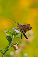 Long-tailed Skipper (Urbanus proteus) sunning