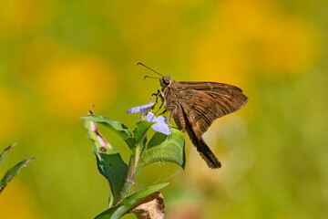 Long-tailed Skipper (Urbanus proteus) sunning