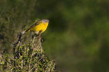 Nashville Warbler (Vermivora ruficapilla) perched