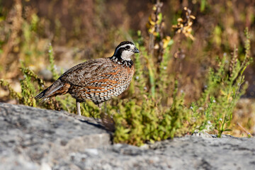 Northern Bobwhite (Colinus virginianus) male foraging for seeds in weedy habitat