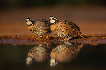 Northern Bobwhites (Colinus virginianus) drinking