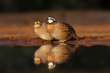 Northern Bobwhite (Colinus virginianus) quail pair drinking - obrazy, fototapety, plakaty