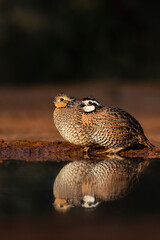 Northern Bobwhite, pair at waterhole