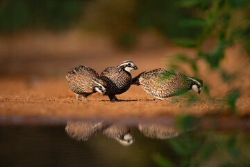 Bobwhite Quail males feeding
