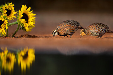 Northern Bobwhite pair feeding by sunflowers
