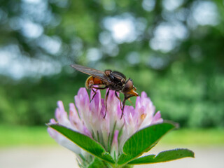 Rhingia campestris_gemeine Schnabelschwebfliege