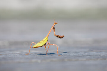 Texas Unicorn Mantis (Phyllovates chlorophaena) standing