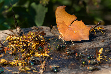 Question Mark (Polygonia interrogationis) feeding with wasps and flies