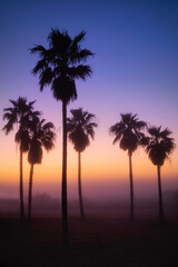 Fototapeta na wymiar Palm Trees silhouetted by rising sun through fog