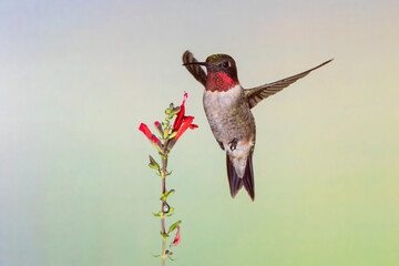 Ruby-throated Hummingbird (Archilochus colubris) hovering at flower