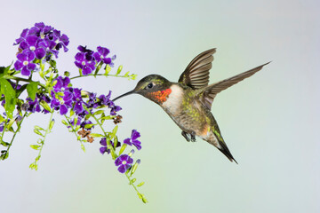 Ruby-throated Hummingbird (Archilochus colubris) feeding