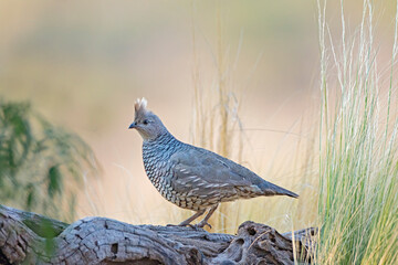 Scaled Quail (Callipepla squamata) in west Texas habitat