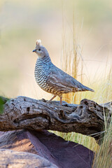 Scaled Quail (Callipepla squamata) in west Texas habitat
