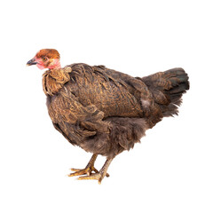 Brown chicken on white background
