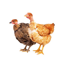 Two beautiful hens on a white background