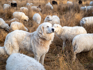 White dog among white sheep.